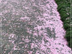 -高东镇樱花园