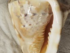 -青岛贝壳博物馆