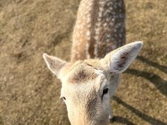 -梅花山(明孝陵内)