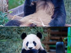 -灵玲国际马戏城