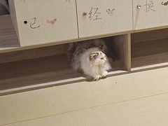 -藏猫猫咖啡主题馆(中央大道店)