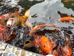 -南湖梦幻岛