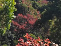 -火炉山森林公园