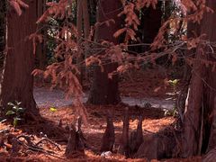 -上海海湾国家森林公园