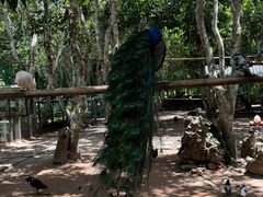 -中国科学院西双版纳热带植物园