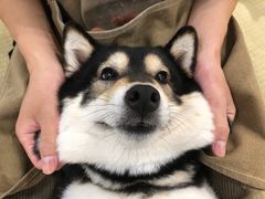 -逗柴咖啡屋·狗咖猫咖宠物桌游
