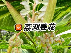 -荔湾湖公园