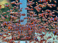 -海合安成都极地海洋公园