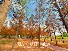 -春花秋色城市公园