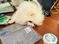 -WHEN PIGS FLY当猪飞