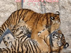 -横道河子东北虎林园