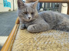 -猫岛主趣味餐厅(鼓浪屿店)