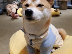 -逗柴咖啡屋·狗咖猫咖宠物桌游
