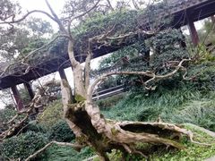 -南山植物园