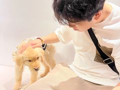 -小狗上班·狗咖·猫咖·小奶狗·摄影(南山店)