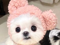 -萌宠之家·腊肠犬·马尔泰·小体犬舍