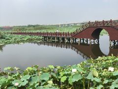 -荷塘月色湿地公园·向阳花洲