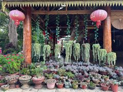 -西双版纳傣族园