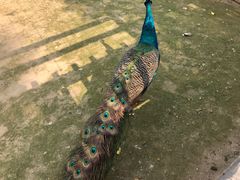-爱丽丝仙境花海