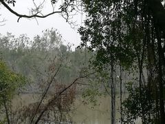 -大湾区中央湿地公园