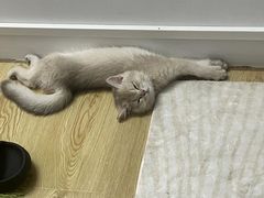-lincat·猫舍(广州店)