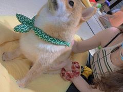 -逗柴咖啡屋·狗咖猫咖宠物桌游