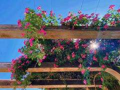 -北京张裕爱斐堡酒庄