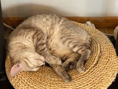 -Cappucimeow猫咪咖啡馆(韦伯时代店)