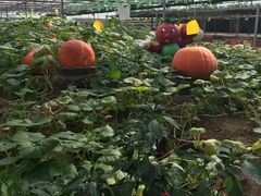 -兰陵国家农业公园