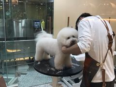 -momokira米努特·德文卷毛猫·棉花面纱犬