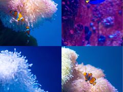 -海合安武汉极地海洋公园