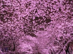 -东湖磨山景区樱花园-停车场