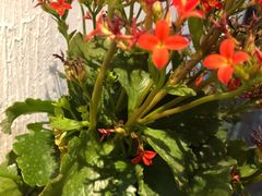 -瓦舍茶馆(聚源路店)