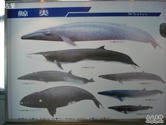 鲸的分类-上海海洋大学鱼文化博物馆(军工路校区)