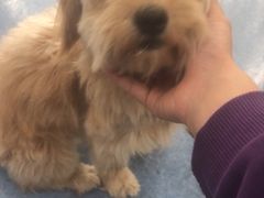 -佑安动物医院·全科·内窥镜中心(幸福巷店)