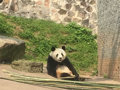 -都江堰中华大熊猫苑