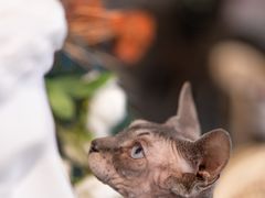 -共舞时光猫咖·狗咖(新街口店)