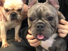 -柯斗斗主题餐厅·狗咖·围炉煮茶·茶饮(国瑞升平里店)