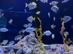 -新加坡海洋生态馆