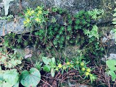 -苍山感通索道