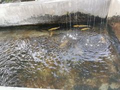 鱼塘-北京龙庆四季香农家饭庄·灶台鱼·碳烤虹鳟鱼(龙庆峡店)