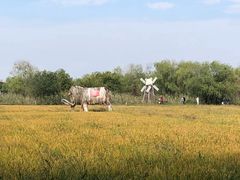 -长兴太湖图影湿地文化园