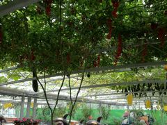 -兰陵国家农业公园