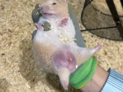 -怪兽屋·羊驼·猫咖·狗咖(俊华广场店)