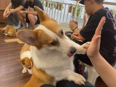 -柯斗斗主题餐厅·狗咖·围炉煮茶·茶饮(国瑞升平里店)