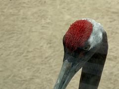 -盐城丹顶鹤湿地生态旅游区