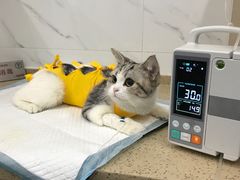 -伟伟宠物医院·CT影像中心·瑞派犬猫综合性门诊(汉口总院)