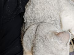 -芭比堂动物医院·犬猫全科·异宠专科(雁塔分院)