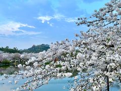 -东湖磨山景区樱花园-停车场
