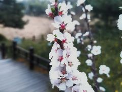 -国家植物园